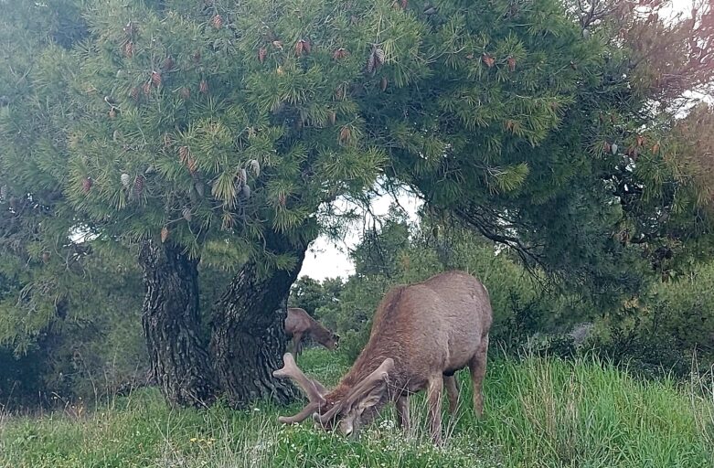 Καθαρισμός οικοπέδων 2026 Υποχρεώσεις ιδιοκτητών και προθεσμίες